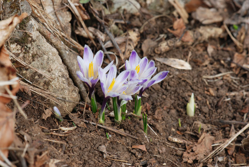 Crocus vernus subsp. albiflorus